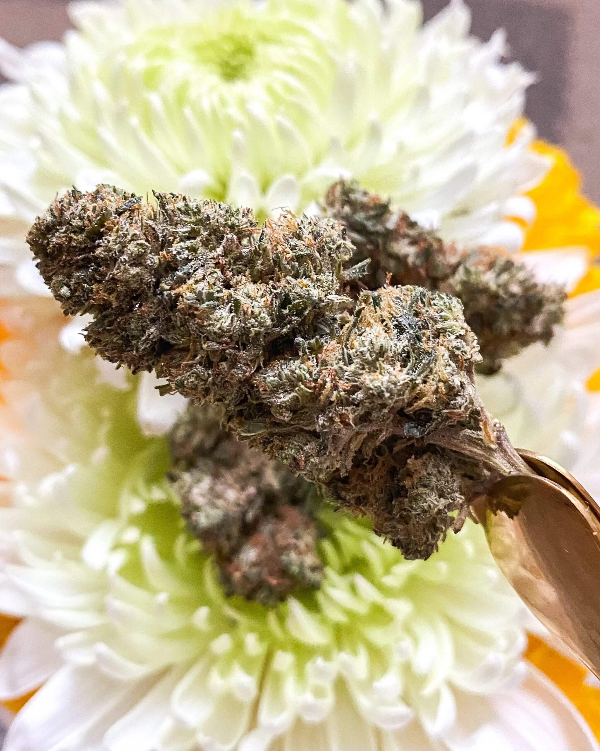 ATLRx CBG Infused Flower