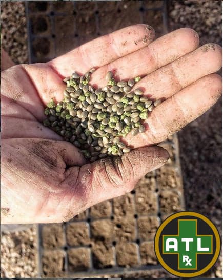 Seeds in a Hand