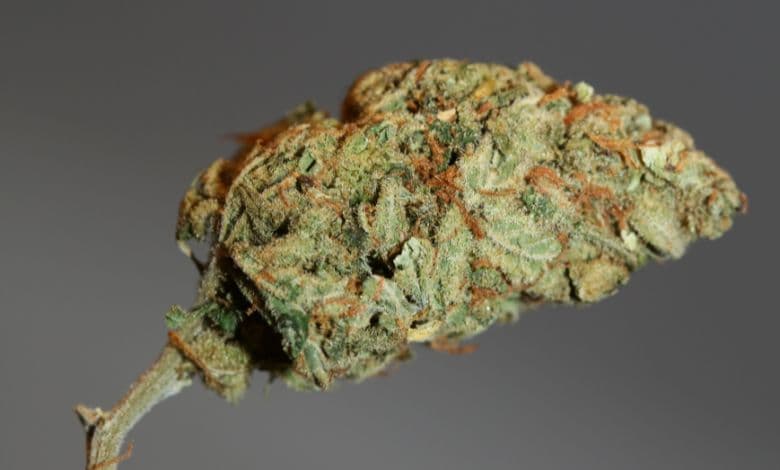 ATLRx White Runtz Strain Genetics