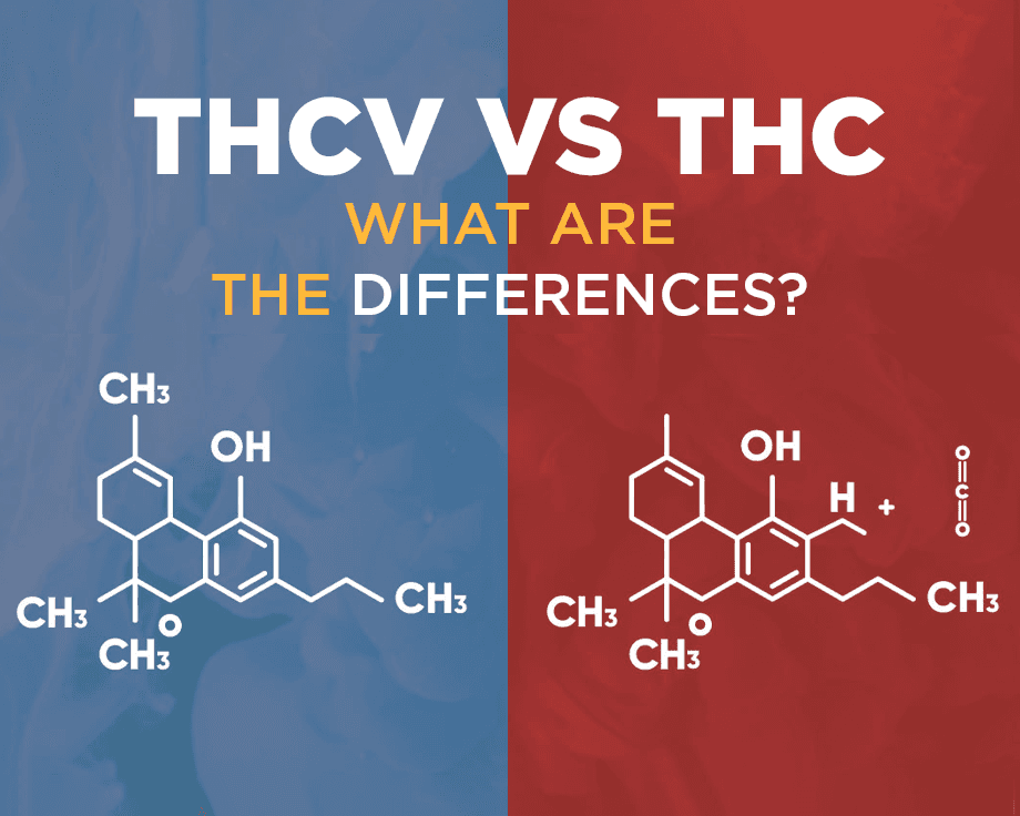THCV vs THC: What Are The Differences