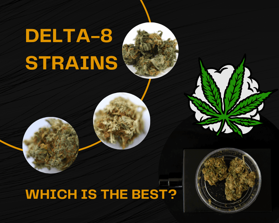 Delta 8 Strains: Which Is The Best