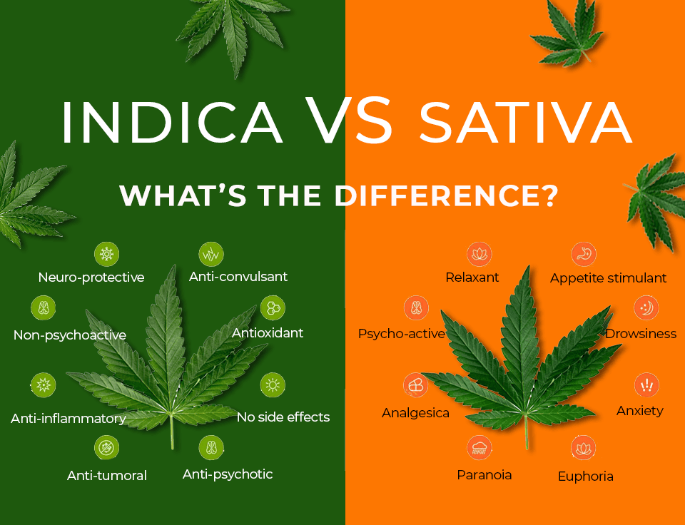 Indica vs Sativa: What's The Difference