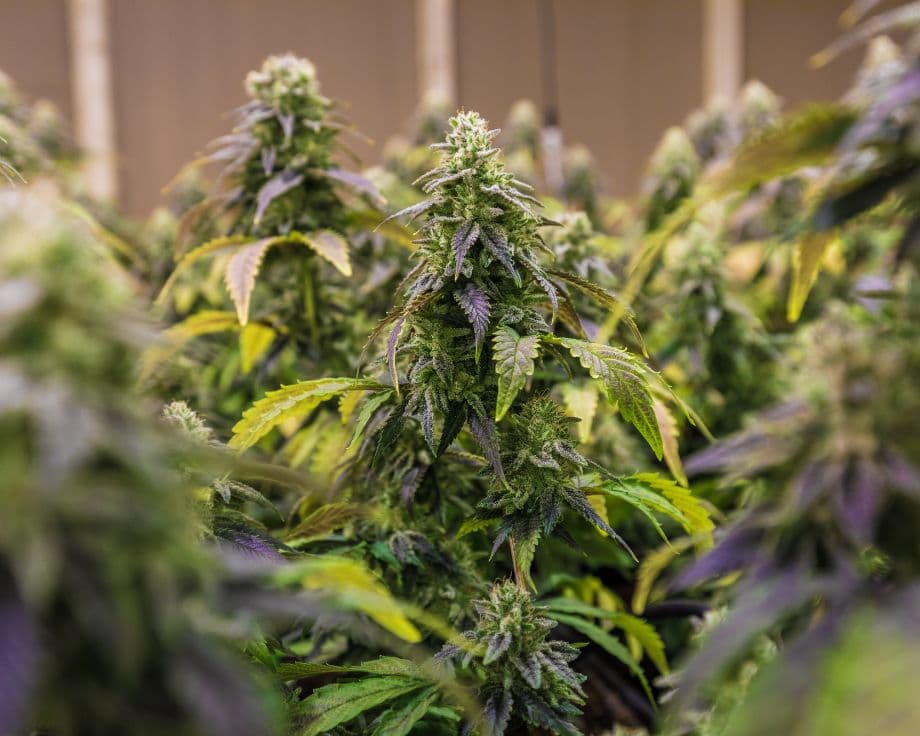 How is Delta 8 Flower Made
