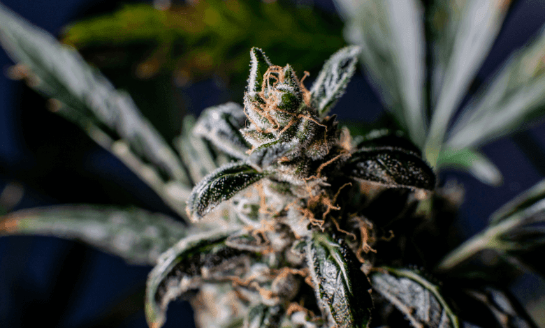 What Is THCA Hemp Flower