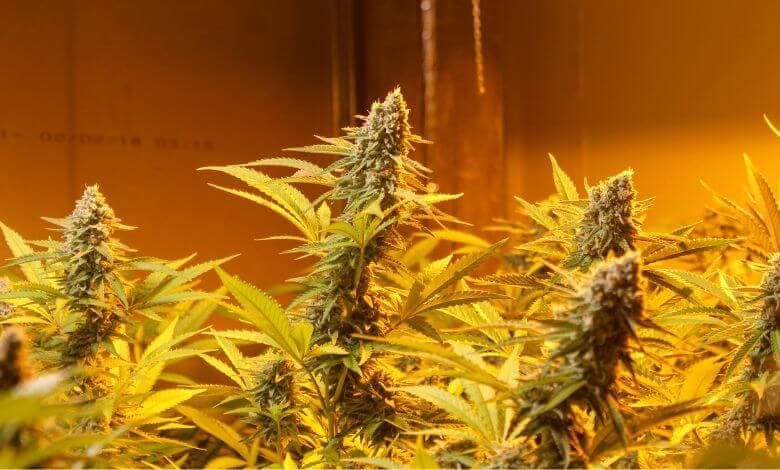 Delta 8 vs Weed