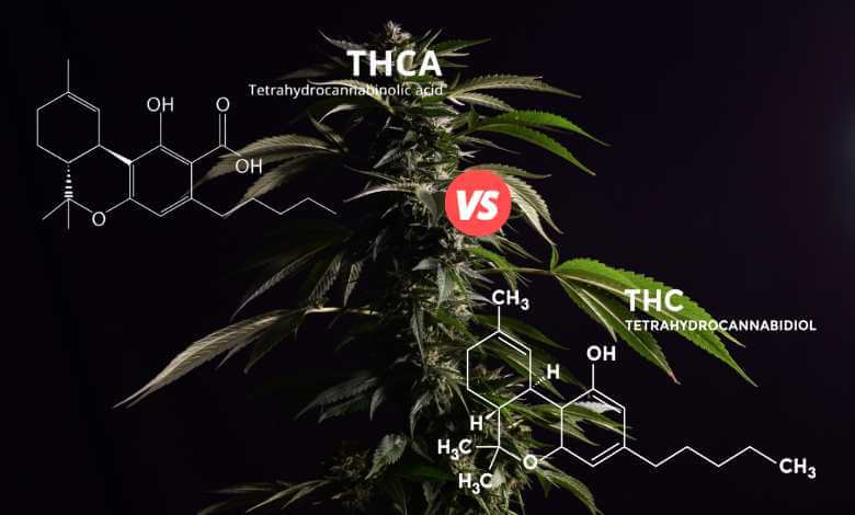 THCA Vs. THC