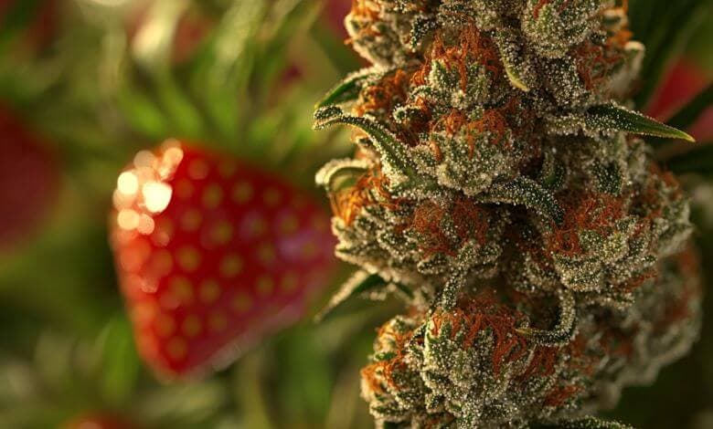 Strawberry Kush Strain