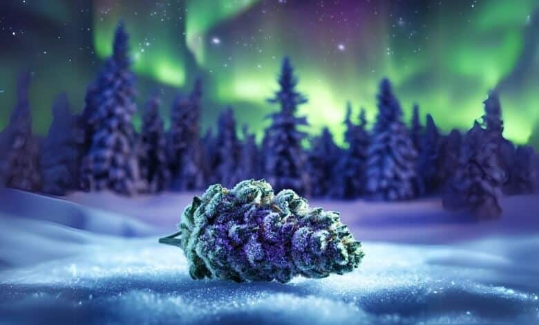 Northern Lights Strain