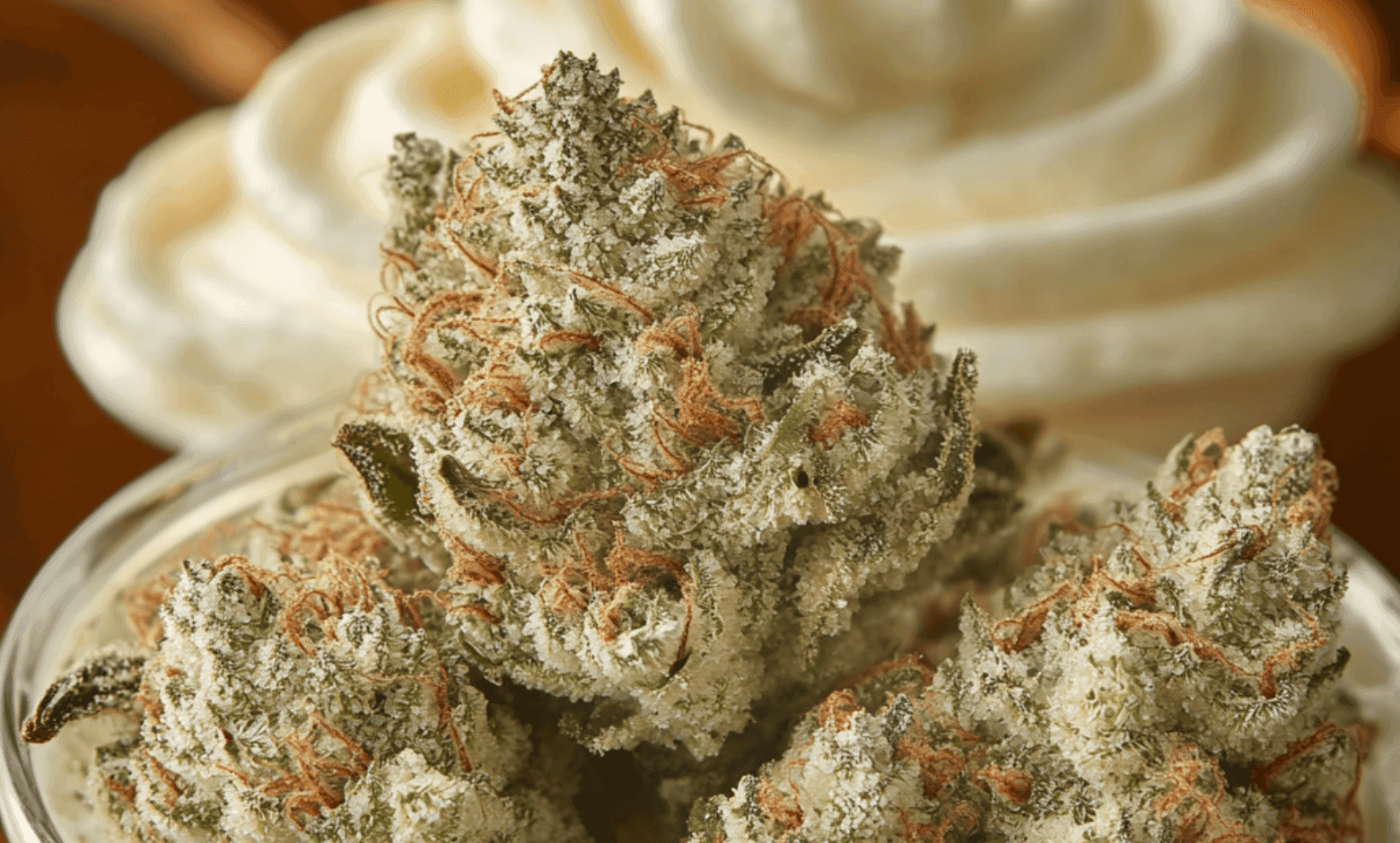 Vanilla Cream Strain