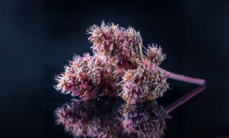Pink Panther Strain