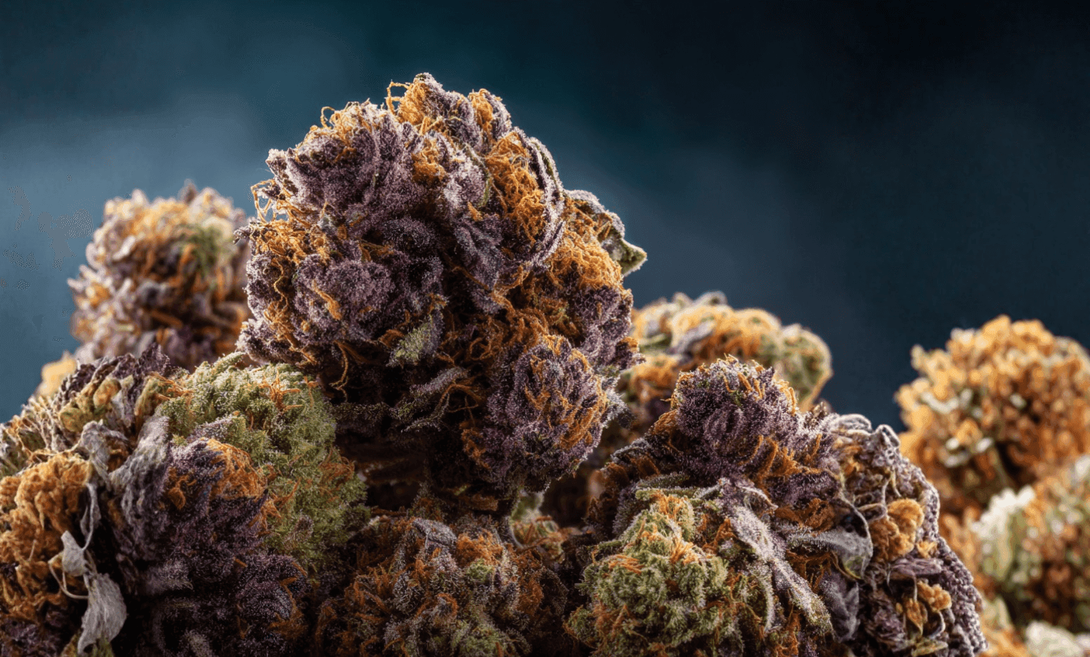 Sherbanger Strain