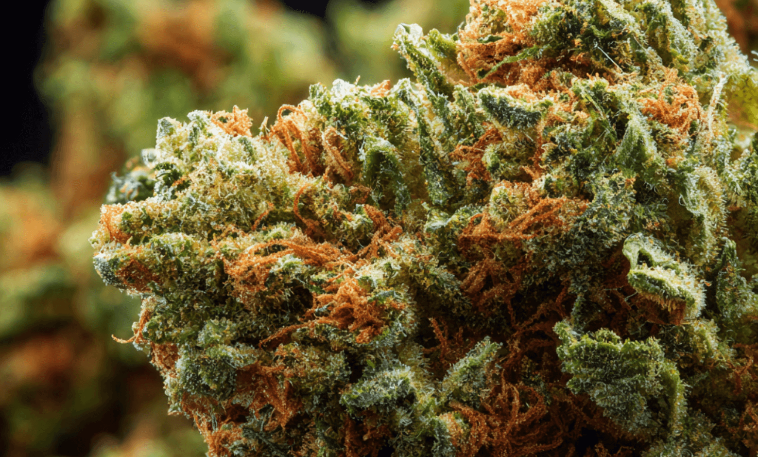 Sour Diesel Strain