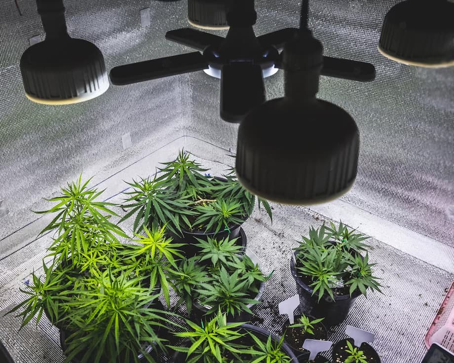 Can You Grow Delta 8 Flower at Home