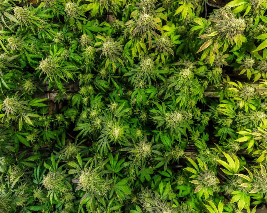 ATLRx High THCV Strains