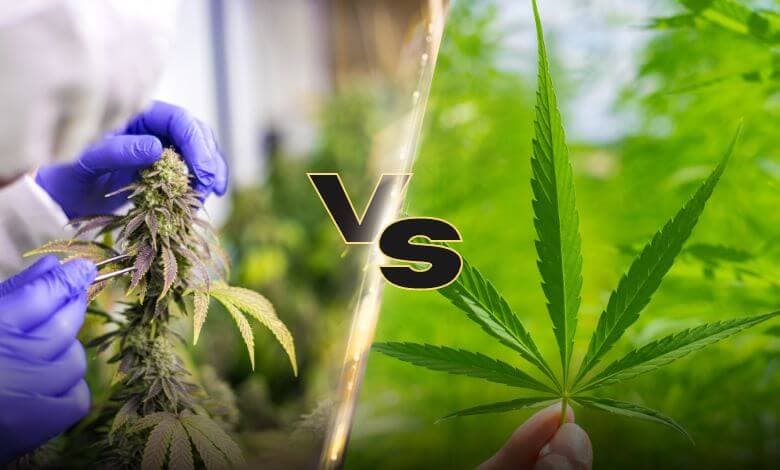 THCV vs. Delta 9 THC: What the Difference
