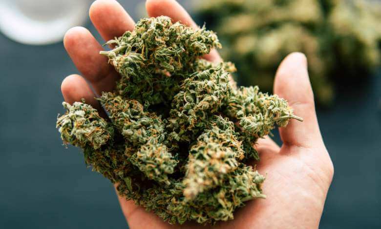 THCA Flower in Hand